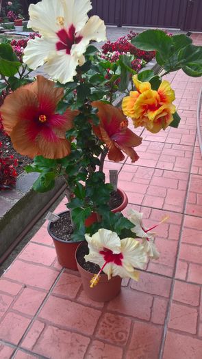 WP_20160729_17_21_22_Pro