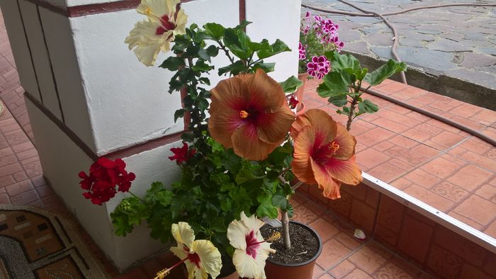 WP_20160729_17_22_11_Pro