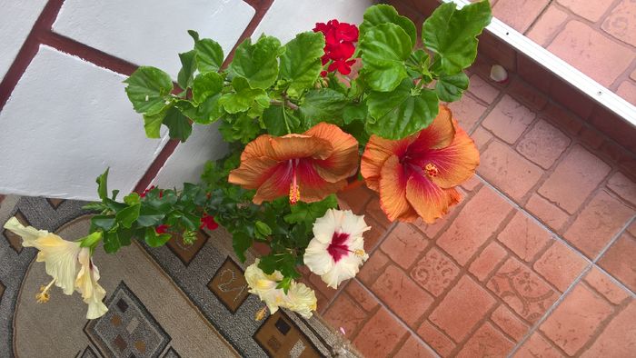 WP_20160729_17_23_01_Pro
