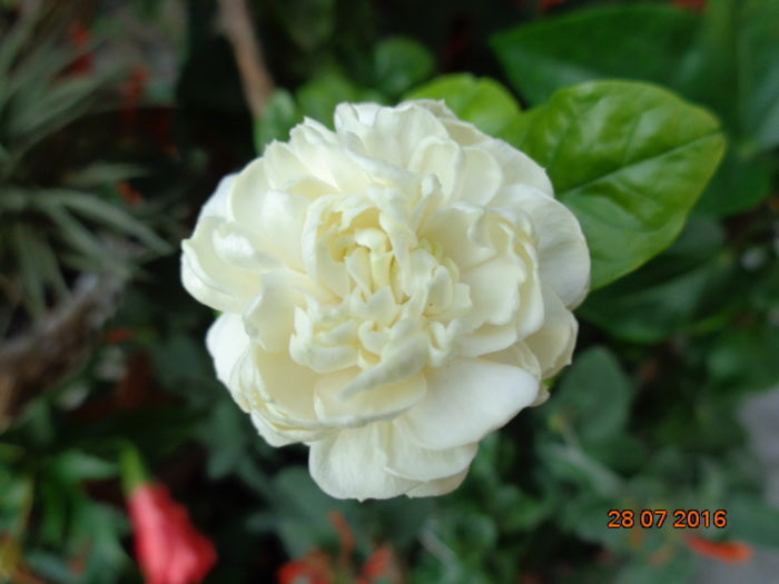 jas. Grand Duke of Tuscany - 0001- 2016