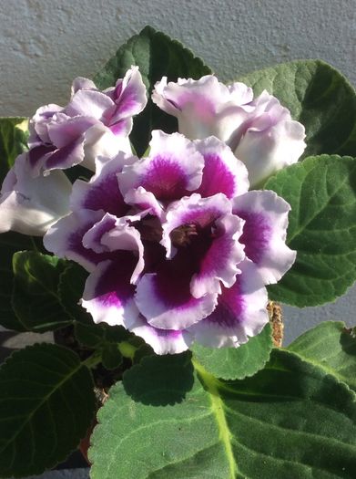 29.07.2016 - Gloxinia hibrid