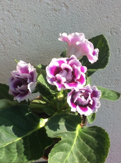 2016 - Gloxinia hibrid