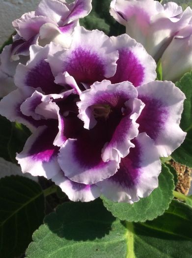 2016 - Gloxinia hibrid