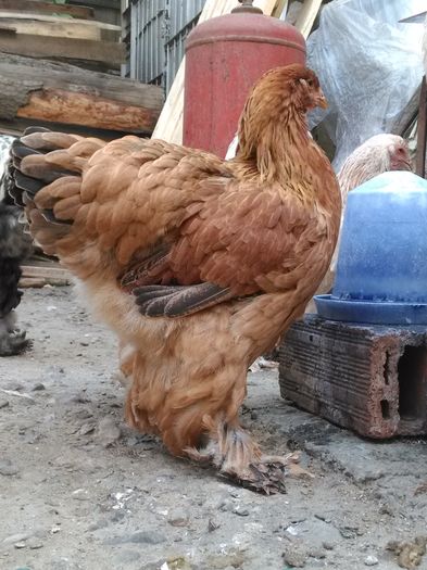 IMG_20160729_165059 - Pui 2016 Somon