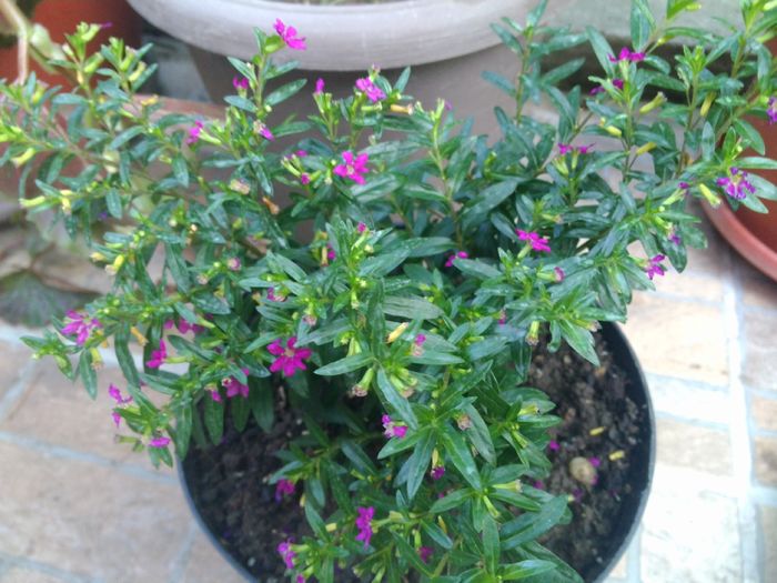 IMG_20160704_071244 - Poze 2016