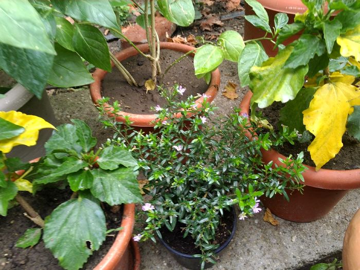 IMG_20160726_121521 - Poze 2016