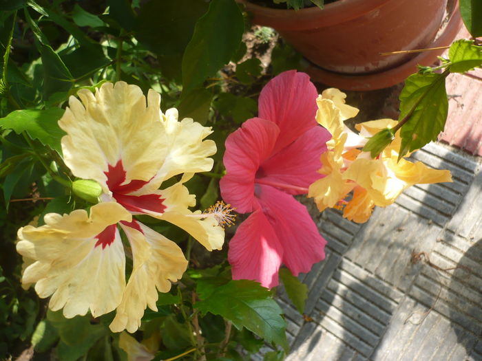 P1280602 - HIBISCUSI 2016-4
