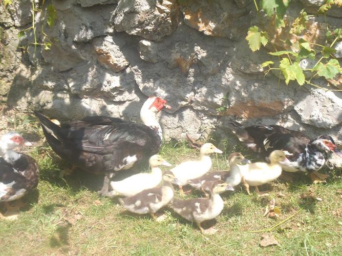 13690886_164929027252337_5946464053607423708_n - pasari de rasa-ratele melel lesesti