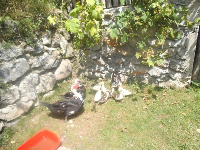 13697041_164928993919007_80670342973368309_n - pasari de rasa-ratele melel lesesti