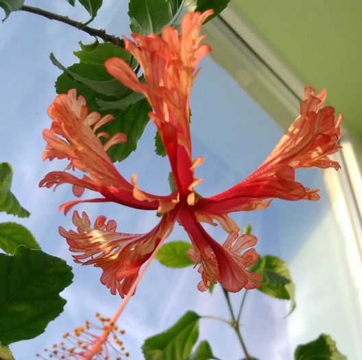 IMG_20160729_171925 - Hibiscus 2016