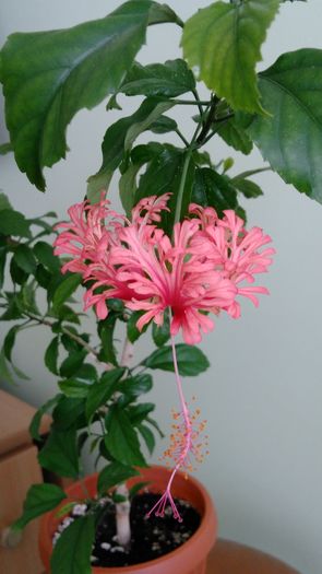 IMG_20160729_144228
