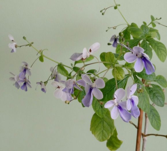 IMG_20160729_175140 - Clerodendron ugandese 2016 - 2017