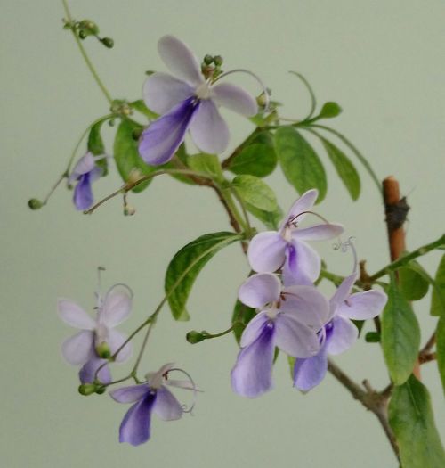 Clerodendrum ugandese