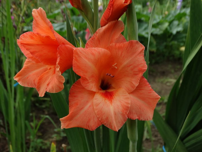 DSC09531