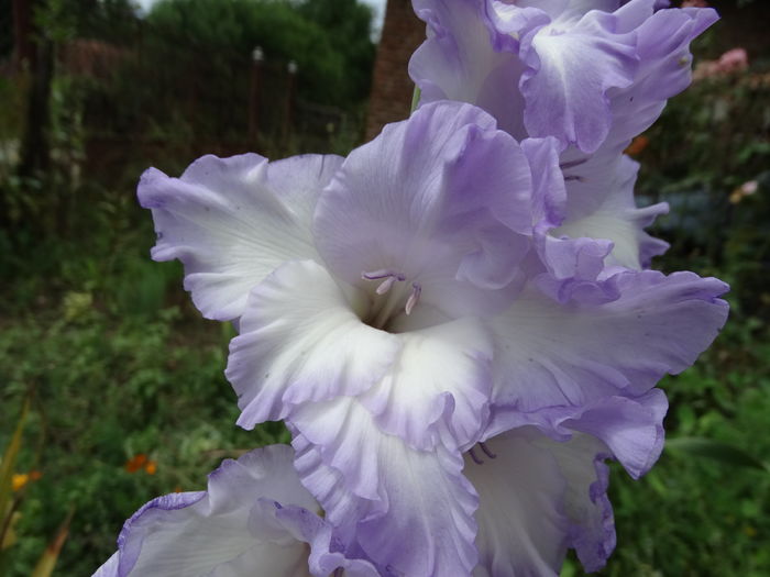 DSC09411