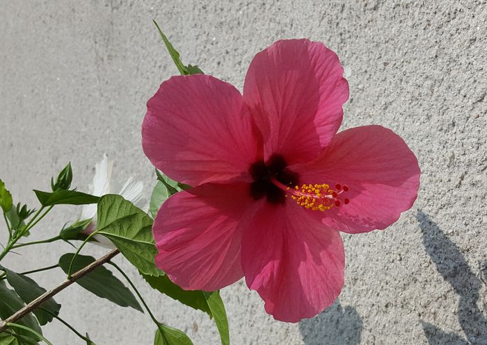  - Hibiscusi