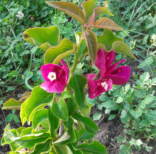 Bougainvilea; primele floricele
