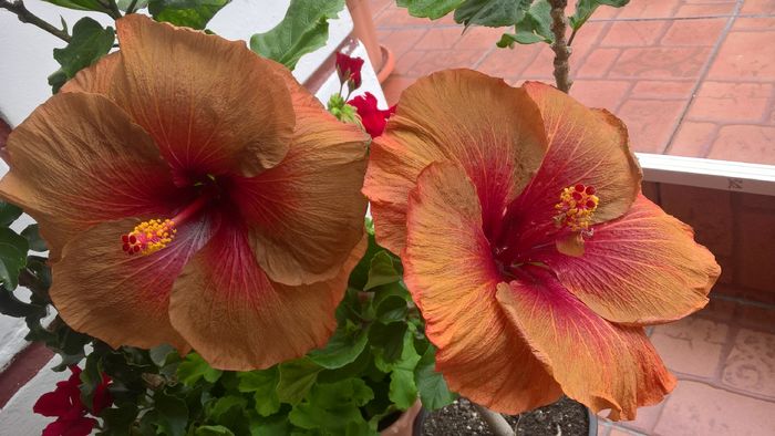 WP_20160729_17_22_17_Pro - Hibiscus Tahitian Burning Sands