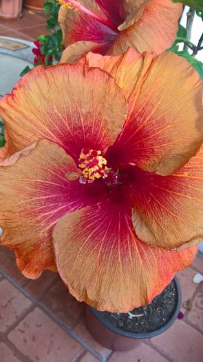 WP_20160729_17_26_33_Pro - Hibiscus Tahitian Burning Sands