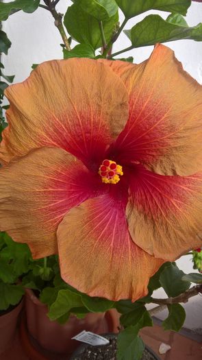 WP_20160729_17_27_04_Pro - Hibiscus Tahitian Burning Sands