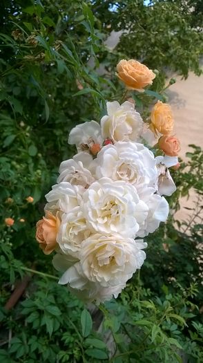 WP_20160729_040 - 2016 Gradina rozelor