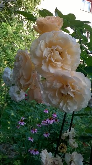WP_20160728_024 - 2016 Gradina rozelor