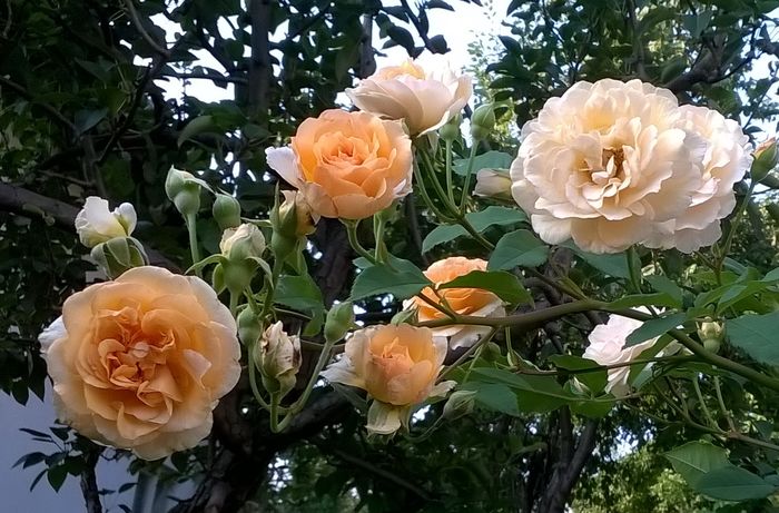 WP_20160728_025 - Buff Beauty