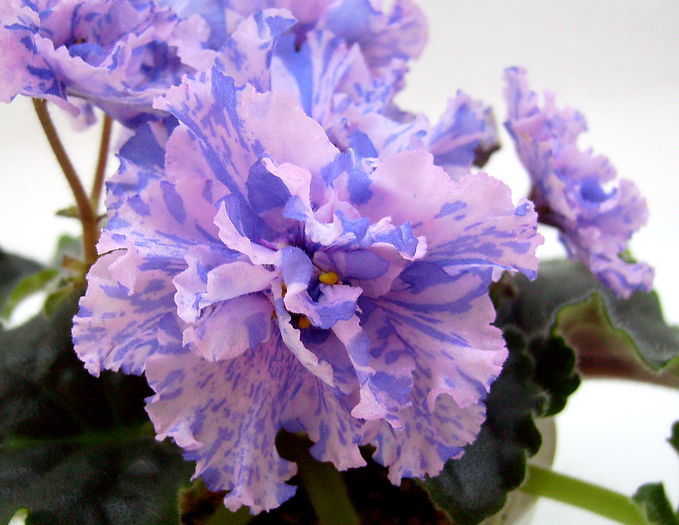 le pisanka - violete arianna