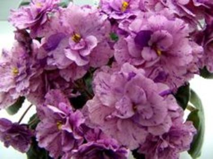 ek rozovyi dolmatinec - violete arianna
