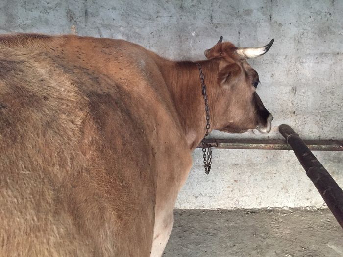 image - Vacutele seara la muls-6