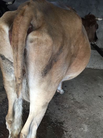 image - Vacutele seara la muls-6