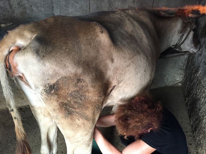 image - Vacutele seara la muls-6