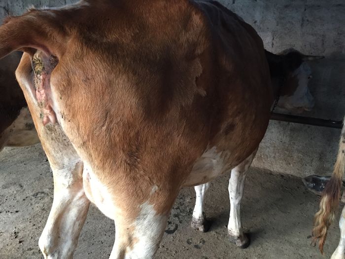 image - Vacutele seara la muls-6