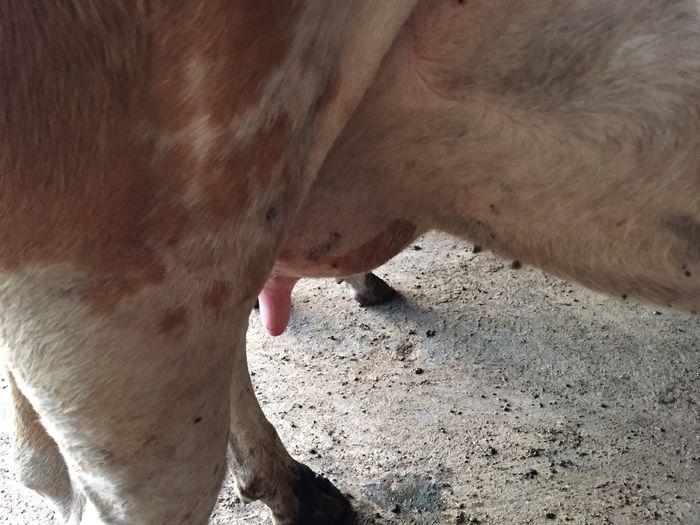 image - Vacutele seara la muls-6