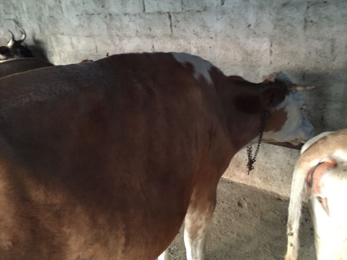 image - Vacutele seara la muls-6