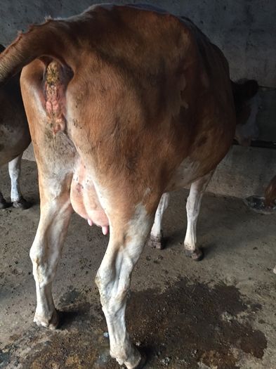 image - Vacutele seara la muls-6