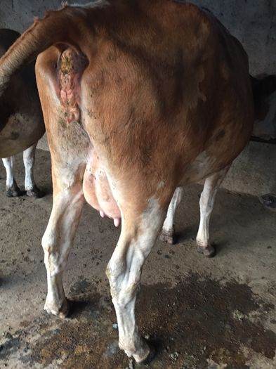 image - Vacutele seara la muls-6