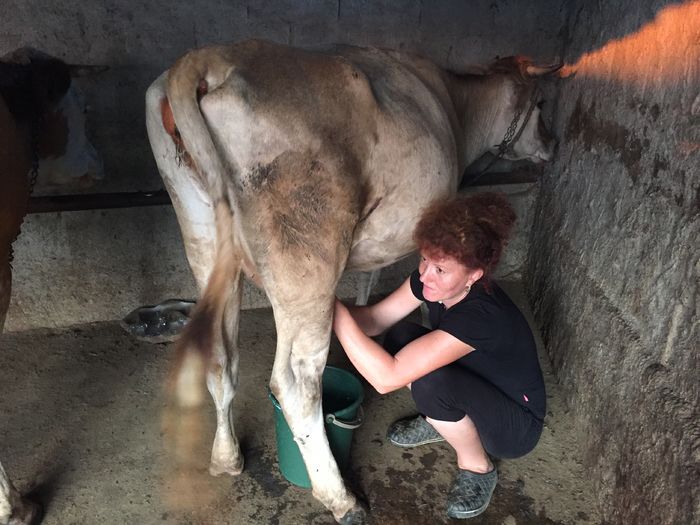 image - Vacutele seara la muls-6