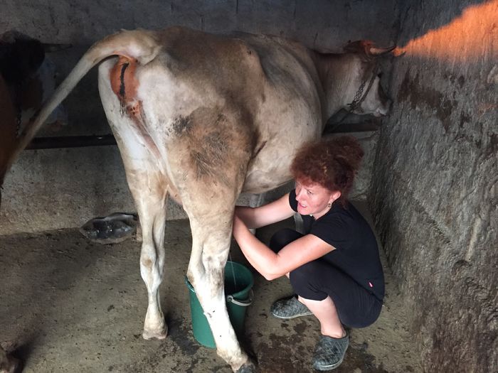 image - Vacutele seara la muls-6