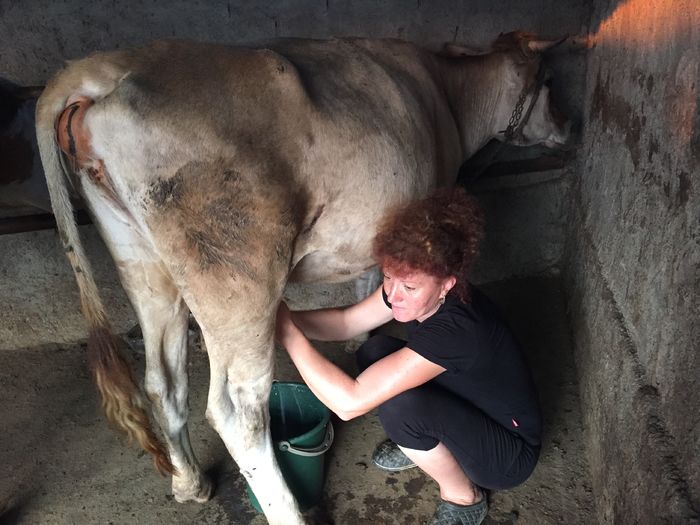 image - Vacutele seara la muls-6