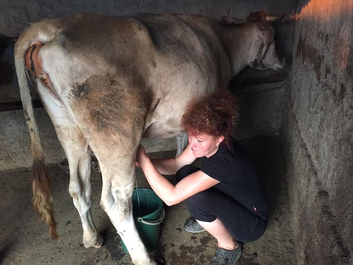 image - Vacutele seara la muls-6