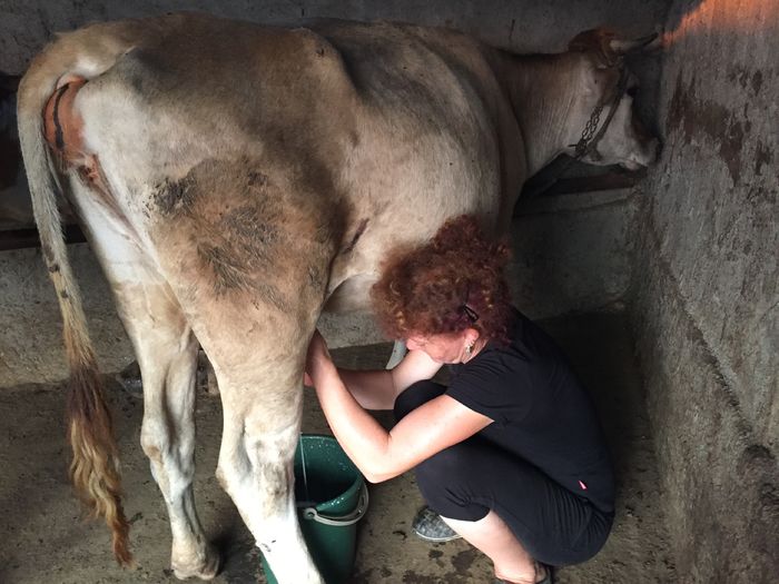 image - Vacutele seara la muls-6