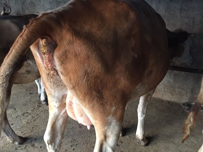 image - Vacutele seara la muls-6