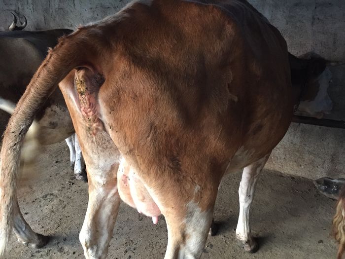 image - Vacutele seara la muls-6