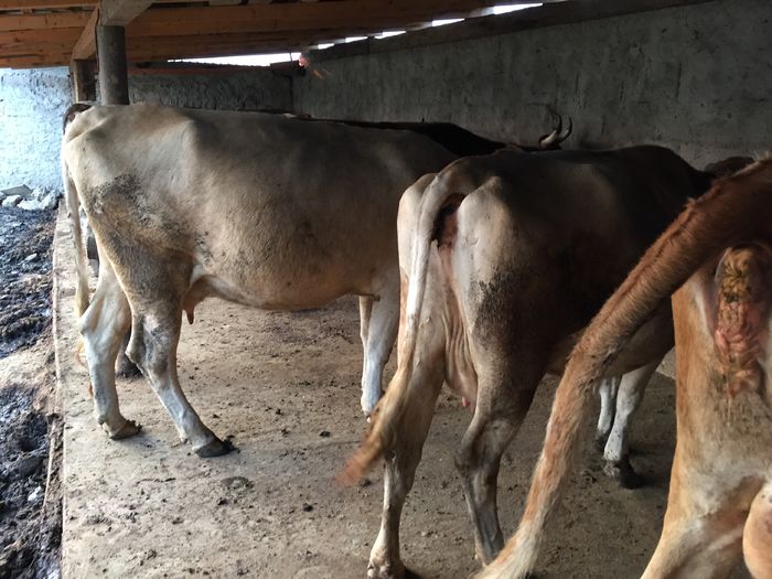 image - Vacutele seara la muls-6