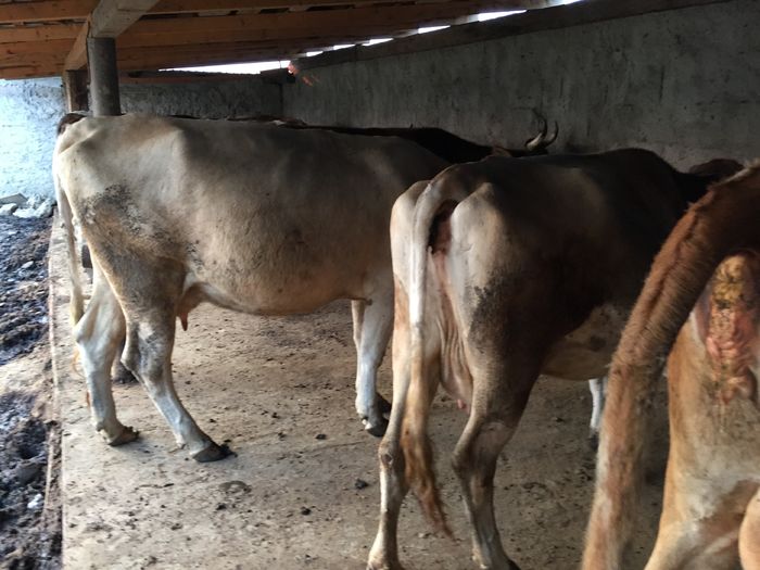 image - Vacutele seara la muls-6