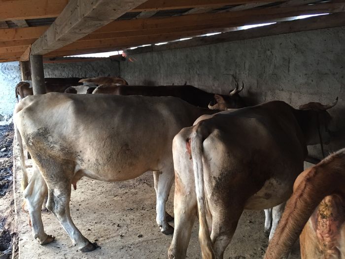 image - Vacutele seara la muls-6