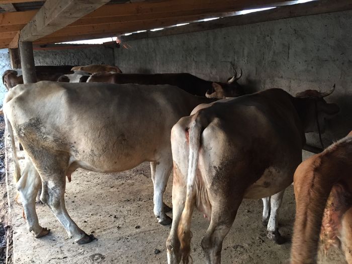 image - Vacutele seara la muls-6