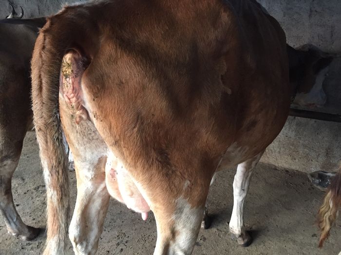 image - Vacutele seara la muls-6