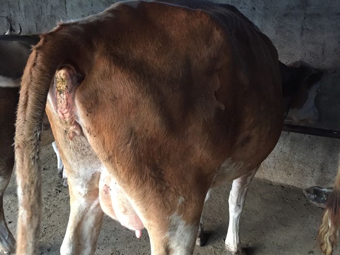 image - Vacutele seara la muls-6